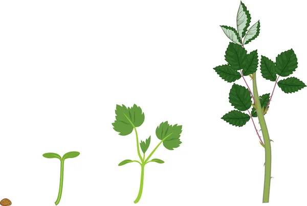 Этапы Роста Ежевичного Растения Посадки Семян Посадке Зелеными Листьями Изолированы — стоковый вектор