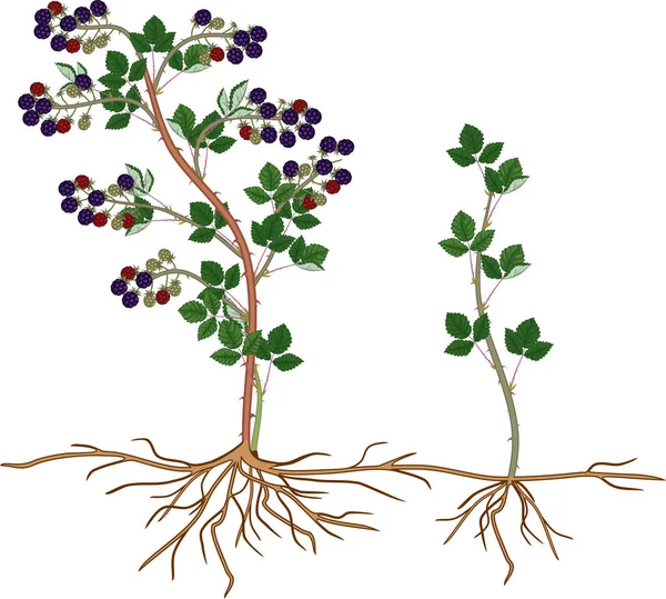 黑莓灌木与浆果 女儿植物 吸盘和根系隔离在白色背景 — 图库矢量图片