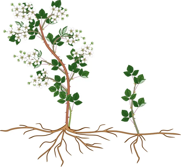 Blackberry bitkisel üreme şeması. Çiçek açan çiçek ve beyaz arka planda izole edilmiş kız bitki.