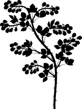 Böğürtlen dalının siyah silueti (floricane) beyaz arka planda izole edilmiş olgun böğürtlen ve yapraklarla