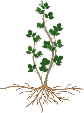 Yeşil yapraklı böğürtlen çalılığı ve beyaz arkaplanda izole edilmiş kök sistemi