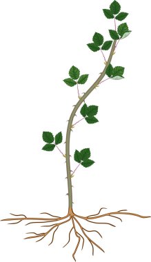 Beyaz arkaplanda yeşil yapraklı ve kök sistemli Blackberry çekimi