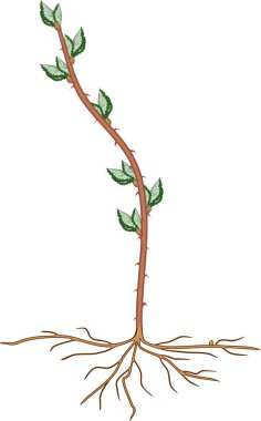 Beyaz arkaplanda yeşil yapraklı ve kök sistemli Blackberry çekimi