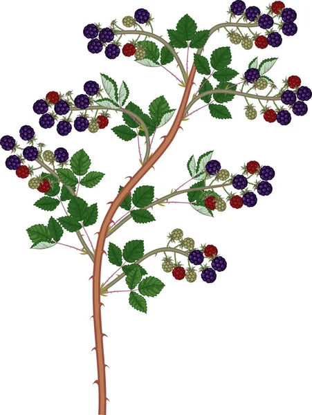 Blackberry Branch Floricane Met Rijpe Bessen Groene Bladeren Geïsoleerd Witte — Stockvector