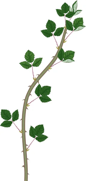 Blackberry Branch Primocane Green Leaves Isolated White Background — Stock Vector