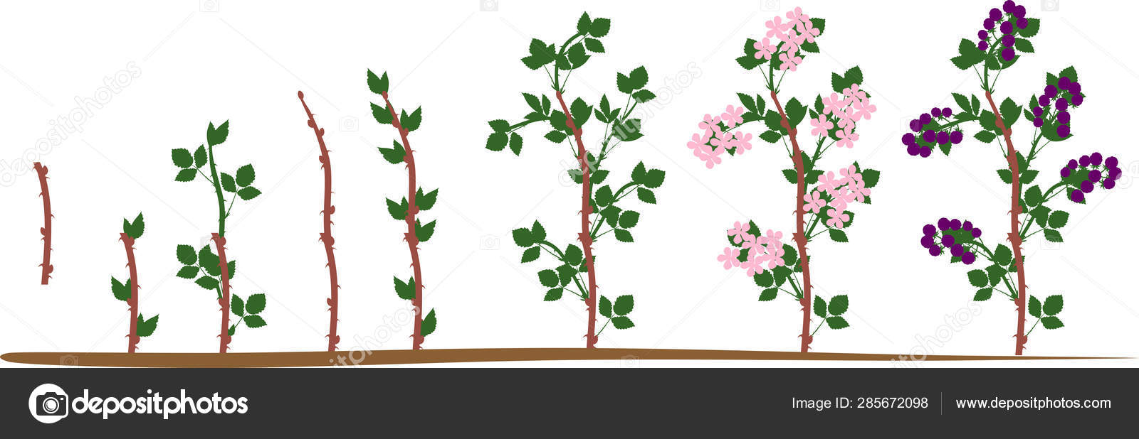 Two Year Life Cycle Blackberry Plant Isolated White Background Growth