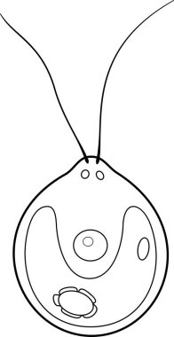 Coloring page with structure of Chlamydomonas cell clipart