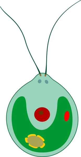 โครงสร างของเซลล Chlamydomonas แยกจากพ นหล ขาว — ภาพเวกเตอร์สต็อก