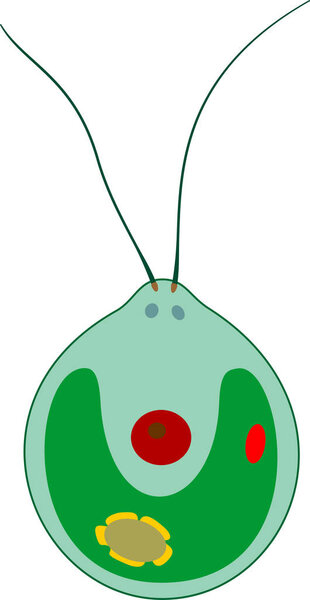 Structure of Chlamydomonas cell isolated on white background