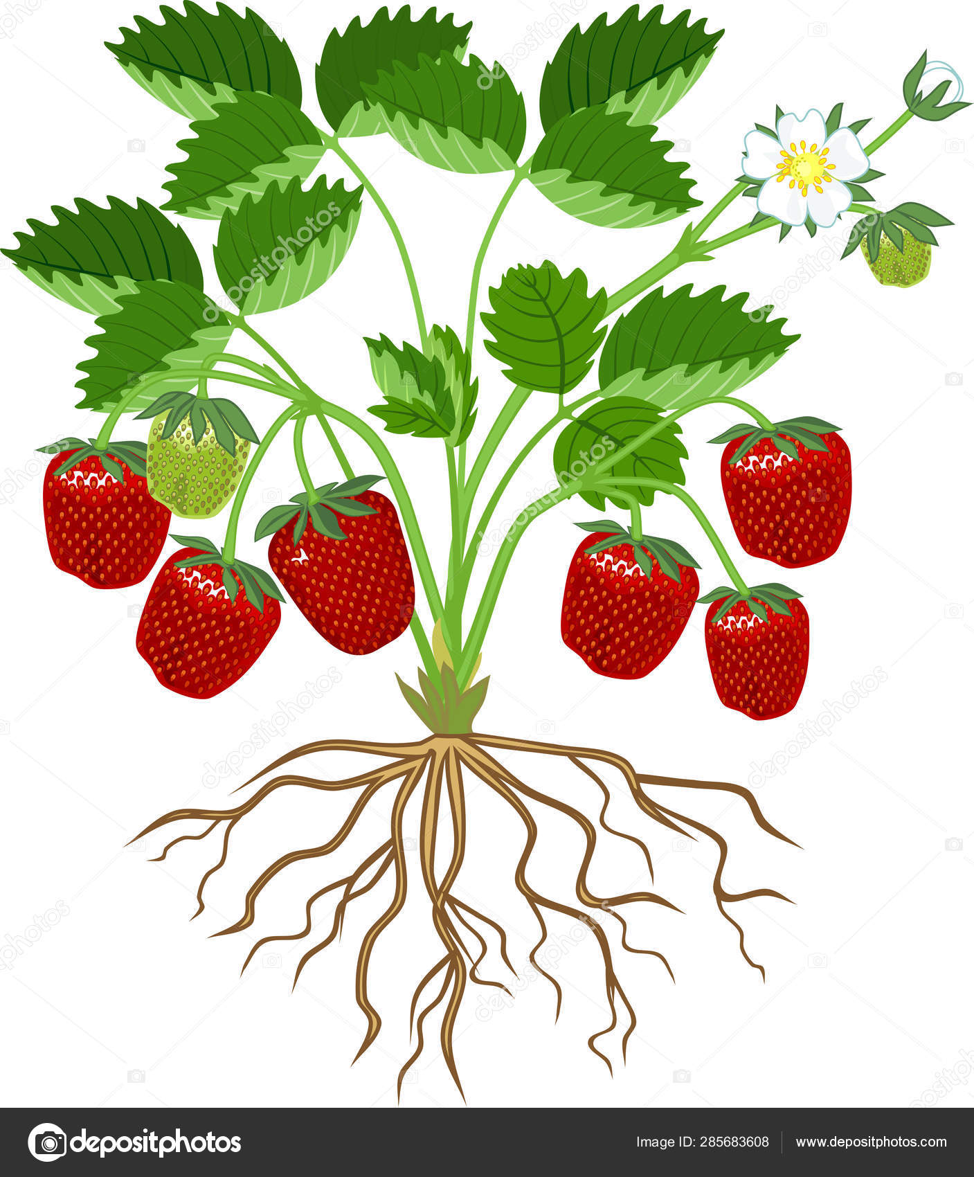 strawberry plant roots stockvektoren, lizenzfreie illustrationen