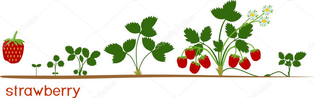 Life cycle of strawberry isolated on white background. Plant growth stage from seed to strawberry plant with ripe red berries