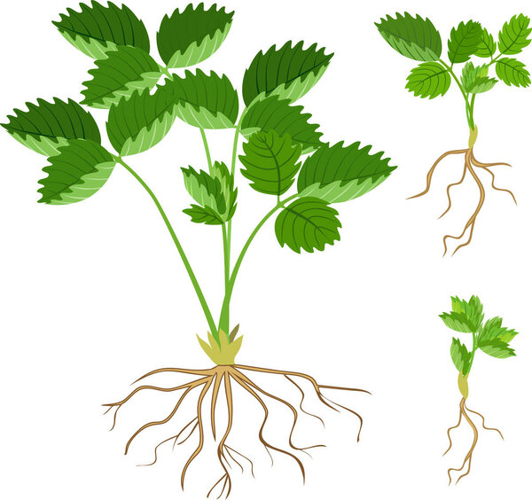 Set with young strawberry plants with green leaves and root system isolated on white background