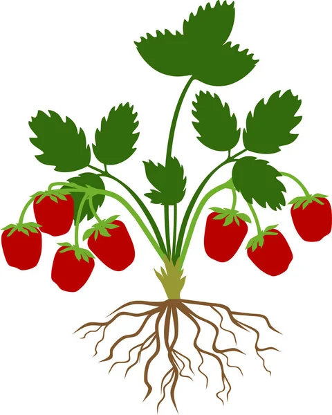 Plantă Căpșuni Frunze Verzi Fructe Pădure Roșii Coapte Izolate Fundal — Vector de stoc