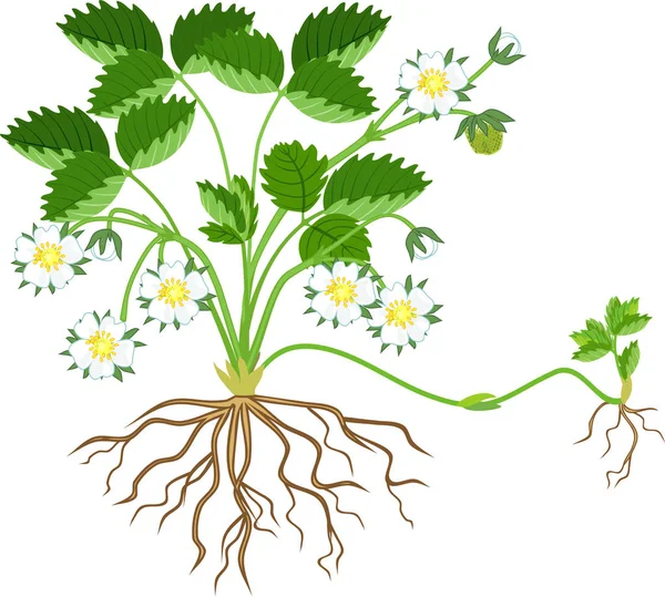 Planta Fresa Con Hojas Verdes Flores Ingenio Planta Hija Aislada — Vector de stock