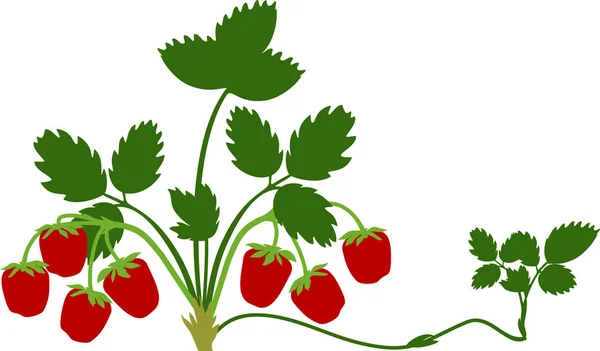 草莓植物与绿叶和成熟的红色浆果隔离在白色背景 — 图库矢量图片