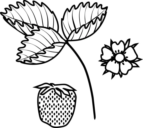 Página Para Colorear Con Partes Planta Hoja Fresa Bayas Flores — Archivo Imágenes Vectoriales