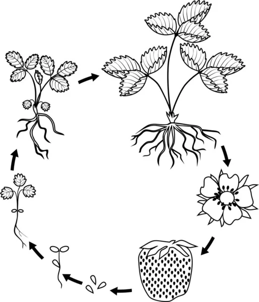 Kleurplaat Pagina Met Levenscyclus Van Aardbei Geïsoleerd Witte Achtergrond Plantgroei — Stockvector