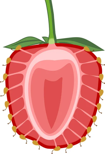 Estructura Interna Fruta Agregada Fresa — Archivo Imágenes Vectoriales