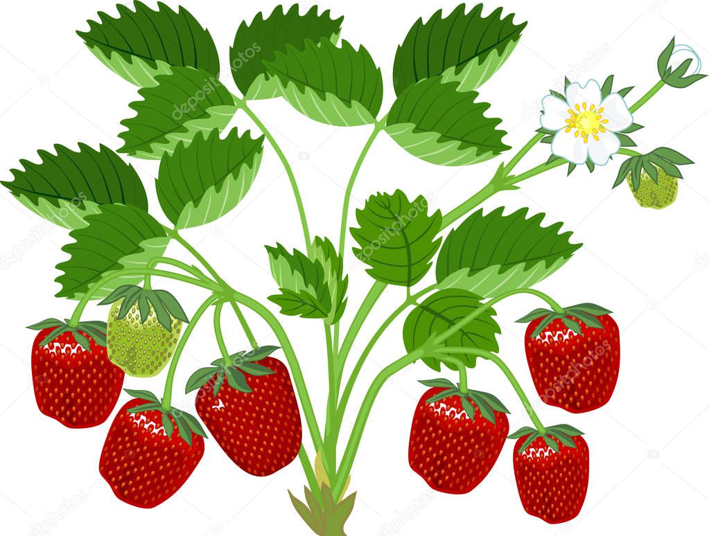 Strawberry plant with green leaves, flowers and ripe red berries isolated on white background