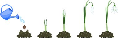 Galanthus Nivalis 'in ya da Yaygın Kar Damlası' nın yaşam döngüsü. Ampul dikmekten yeşil yapraklı ve beyaz arkaplanda beyaz çiçekli çiçek açan bitkiye kadar büyüme aşamaları
