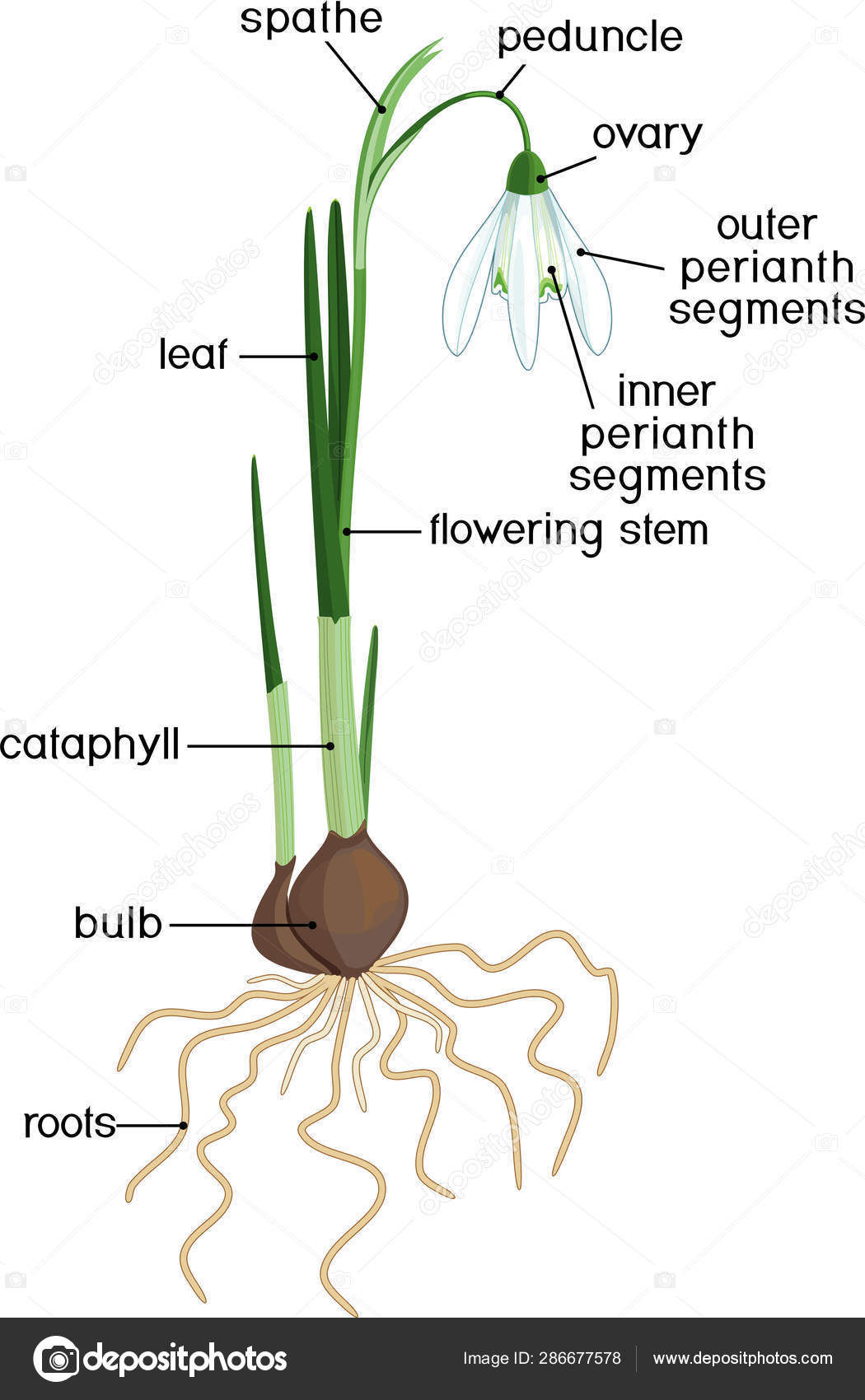 Parts Plant Morphology Galanthus Nivalis Common Snowdrop Plant Green ...