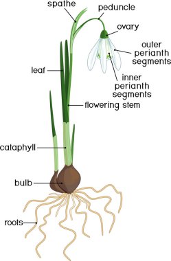 Bitki parçaları. Galanthus nivalis 'in morfolojisi veya yeşil yapraklı, beyaz çiçekli, kök sistemli ve beyaz arkaplanda izole edilmiş başlıklı yaygın kar damlası bitkisi