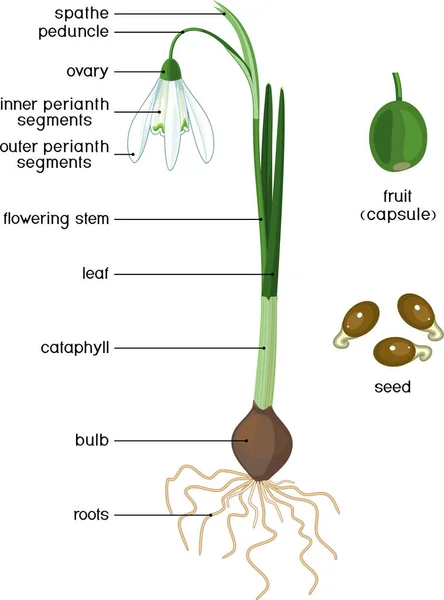 Partes Planta Morfologia Galanthus Nivalis Planta Comum Neve Com Folhas — Vetor de Stock