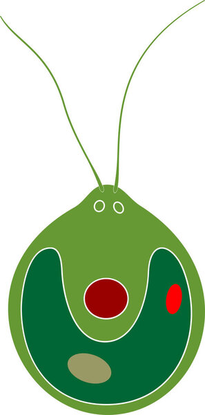 Structure of Chlamydomonas cell isolated on white background