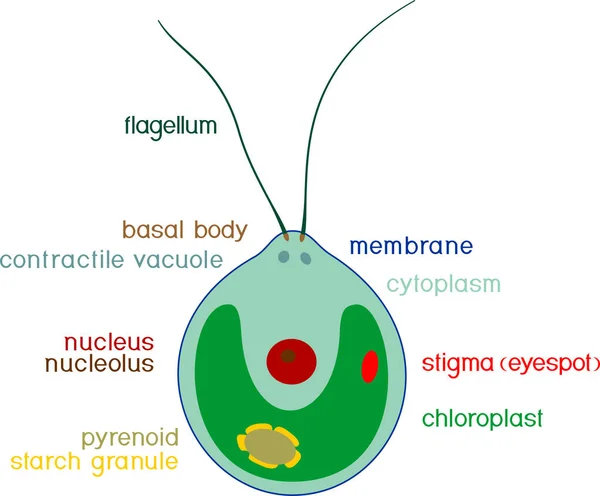 Структура Клітини Chlamydomonas Заголовками Ізольовані Білому Тлі — стоковий вектор