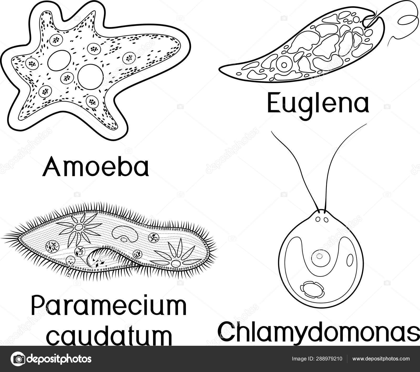 Coloring Page Set Unicellular Organisms Protozoa Paramecium Caudatum Amoeba Proteus Vector Image By C Mariaflaya Vector Stock 288979210