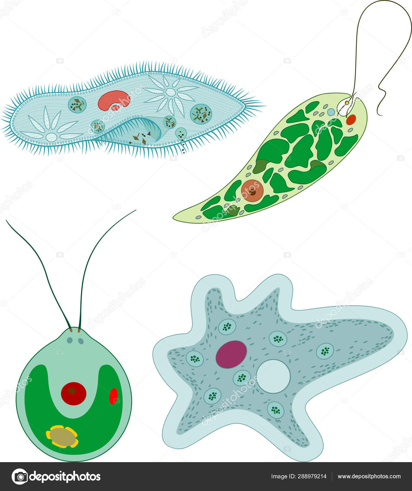 Protozoa >> Set Unicellular Organisms Protozoa Paramecium Caudatum Protozoa >> Set Unicellular Organisms Protozoa Paramecium Caudatum