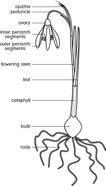 Bitkinin parçalarıyla boyama sayfası. Galanthus nivalis 'in morfolojisi veya yapraklı, çiçekli, kök sistemli ve başlıklı yaygın kar damlası bitkisi