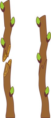 Spring grafting tree. Whip and tongue graft clipart