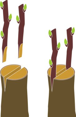 Spring grafting tree. Cleft graft clipart