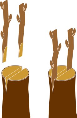 Spring grafting tree. Cleft graft clipart