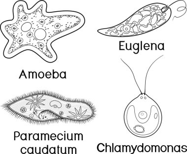 Coloring page. Set of unicellular organisms (protozoa): Paramecium caudatum, Amoeba proteus, Chlamydomonas and Euglena viridis clipart