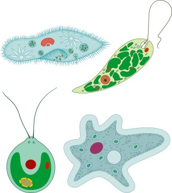 Tek hücreli organizmalar (protozoa): Paramecium caudatum, Amoeba proteus, Chlamydomonas ve Euglena viridis