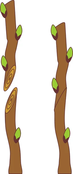 Frühjahrspflanzbaum Spleißpfropfen — Stockvektor