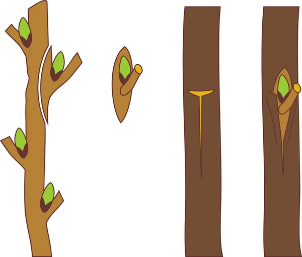 Árvore Enxertia Chip Budding — Vetor de Stock