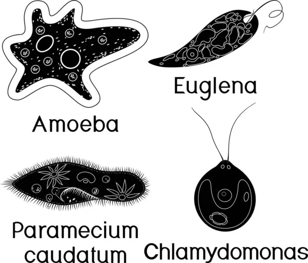 Conjunto Organismos Unicelulares Protozoários Paramecium Caudatum Amoeba Proteus Chlamydomonas Euglena —  Vetores de Stock