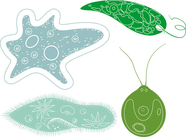 Coloring page. Set of unicellular organisms (protozoa): Paramecium caudatum, Amoeba proteus, Chlamydomonas and Euglena viridis