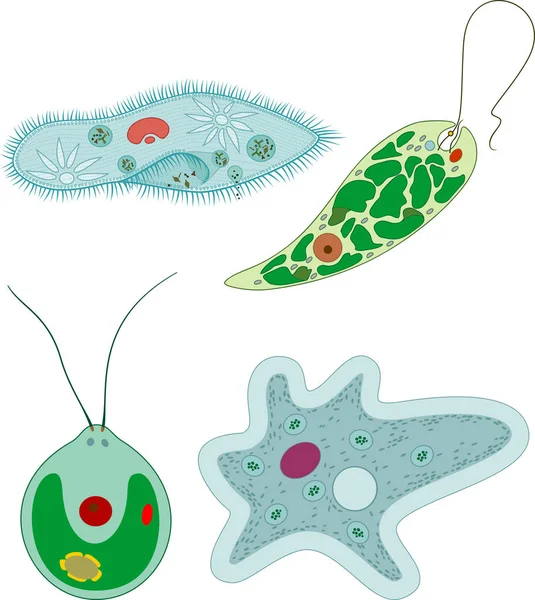 Soubor Jednobuněčných Organismů Protozoa Paramecium Caudatum Amoeba Proteus Chlamydomonas Euglena — Stockový vektor