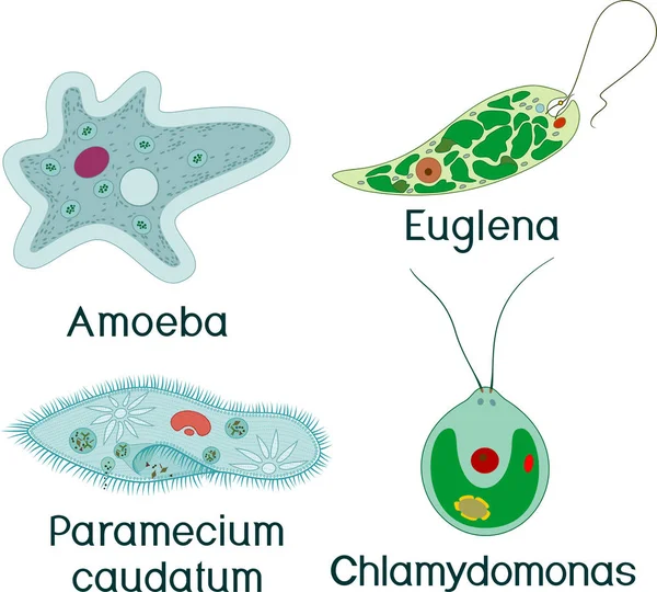 Conjunto Organismos Unicelulares Protozoos Paramecium Caudatum Amoeba Proteus Chlamydomonas Euglena — Vector de stock