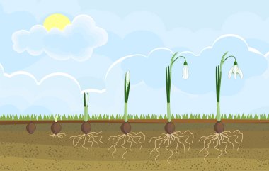 Galanthus Nivalis 'in ya da Yaygın Kar Damlası' nın yaşam döngüsü. Filizlenmeden çiçek açan bitkiye yeşil yapraklı ve bahçesinde beyaz çiçekli büyüme aşamaları