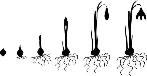 Silhouette Cycle Vie Galanthus Nivalis Étapes Croissance Germination Floraison — Image vectorielle