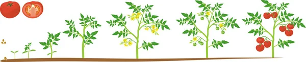 Життєвий Цикл Томатної Рослини Етапи Росту Від Насіння Квітучої Плодоносної — стоковий вектор