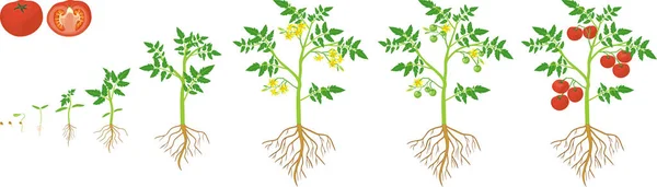Жизненный Цикл Томатного Растения Этапы Роста Семян Цветущих Плодовых Растений — стоковый вектор