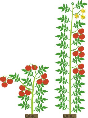 Yeşil yaprak lı ve beyaz arka planda izole edilmiş kırmızı domatesli belirli ve belirsiz domates bitkileri