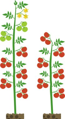 Yeşil yaprak lı ve beyaz arka planda izole edilmiş kırmızı domatesli belirli ve belirsiz domates bitkileri