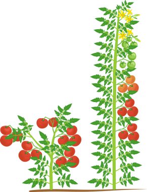 Yeşil yaprak lı ve beyaz arka planda izole edilmiş kırmızı domatesli belirli ve belirsiz domates bitkileri